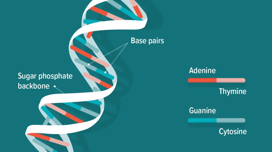 difference between DNA and RNA