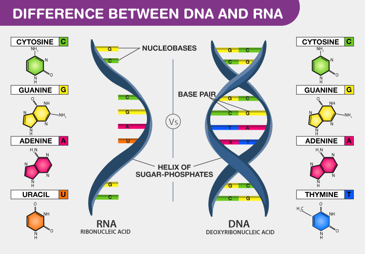 difference between DNA and RNA