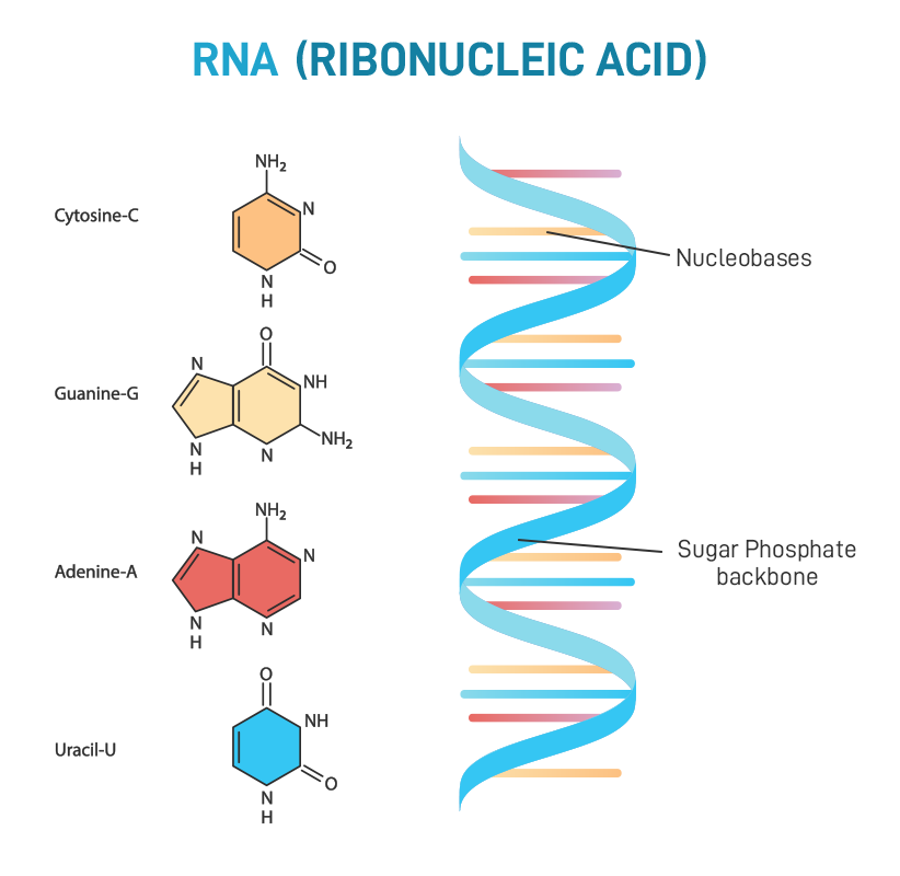 difference between DNA and RNA