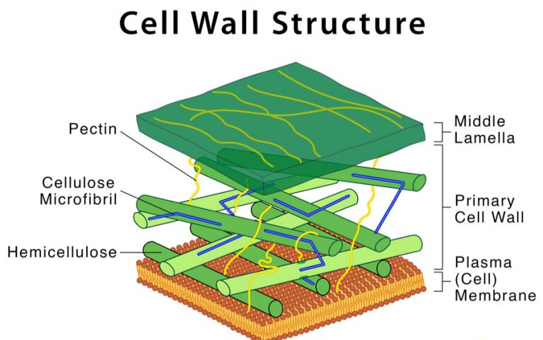 Difference between Cell Wall and Cell Membrane
