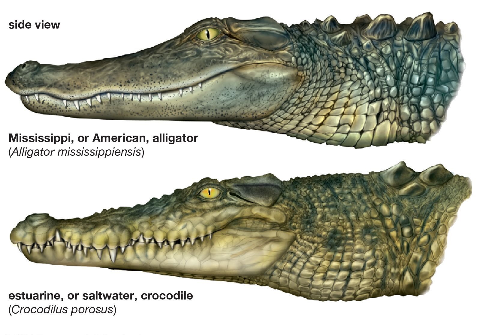 difference between alligator and crocodile