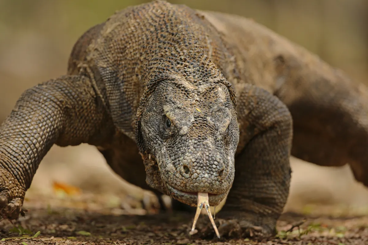 difference between alligator and crocodile